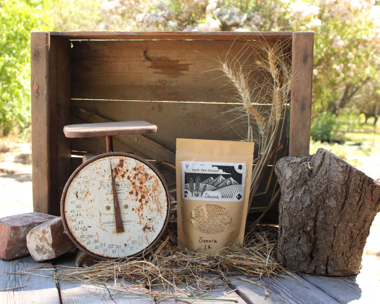 Organic Sonora Wheat Grain