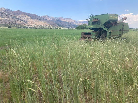 Organic Great Basin Landrace Rye