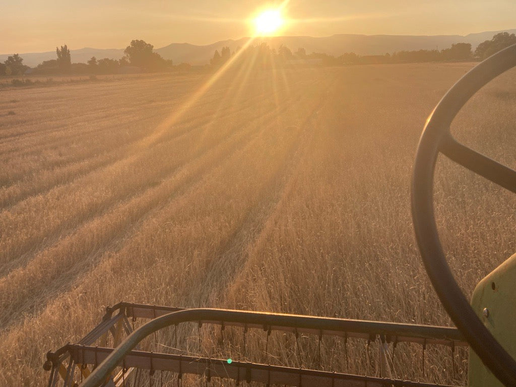 Organic Sonora Wheat Grain