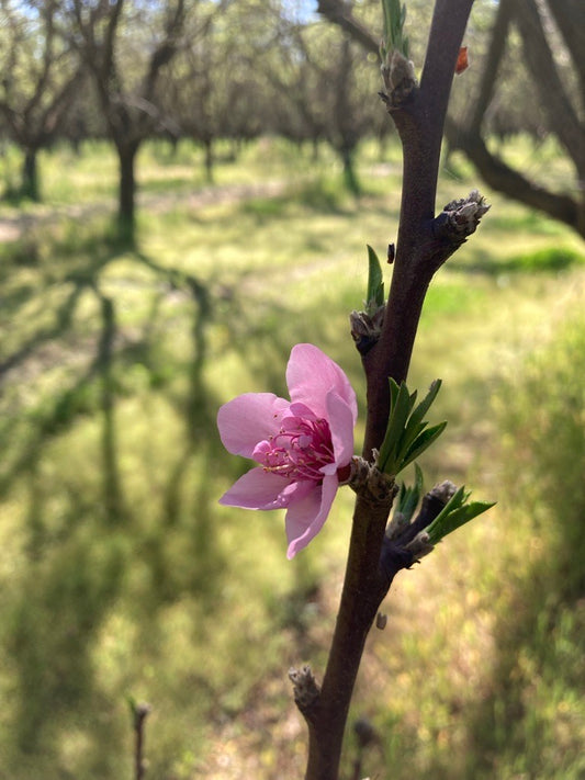 Regenerative Organic Almonds- 20 pounds