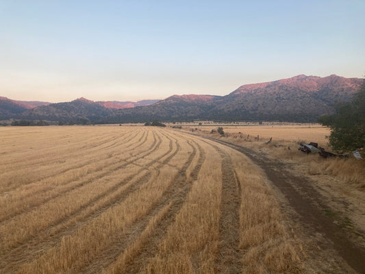 Organic Sonora Wheat