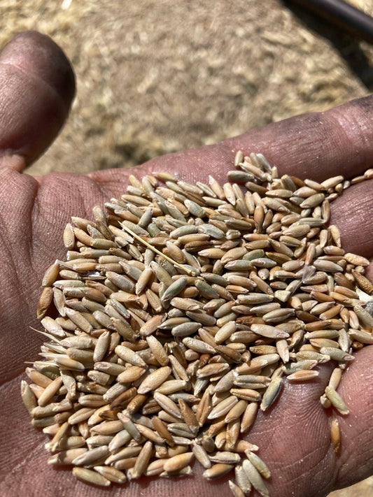 Organic Great Basin Landrace Rye