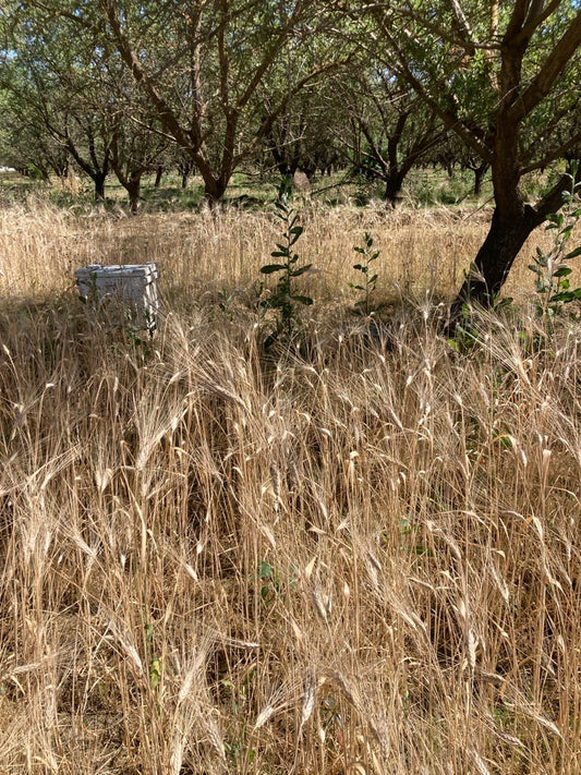 Joaquin Oro Wheat